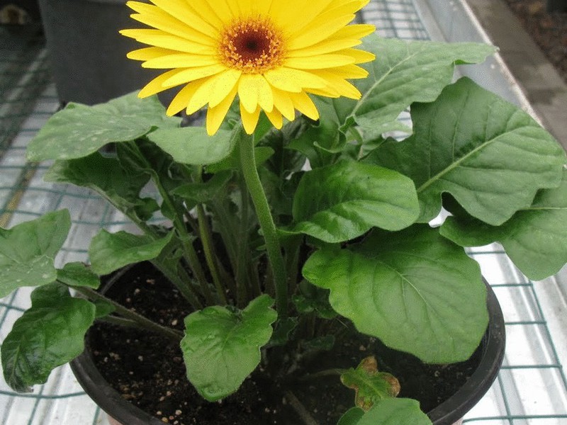 Gerbera iekštelpās