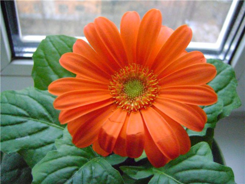 Warna Gerbera