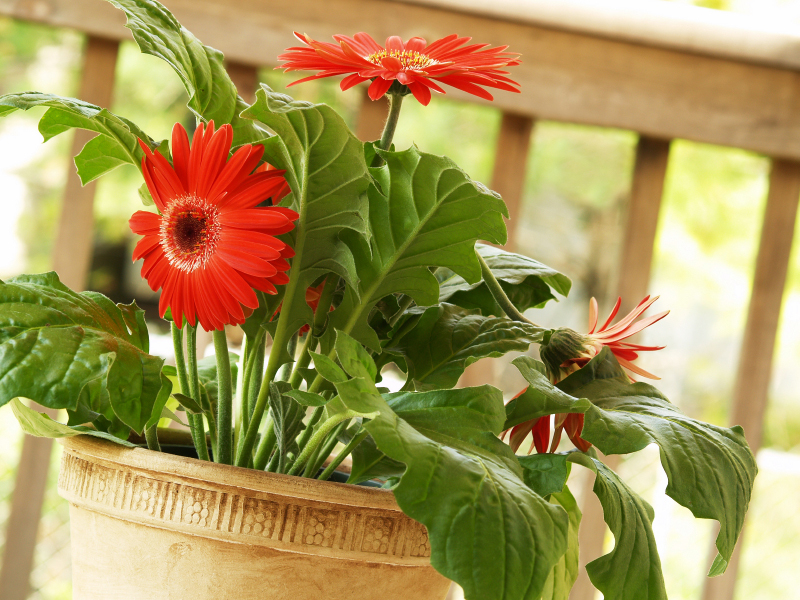 Gerbera domestica