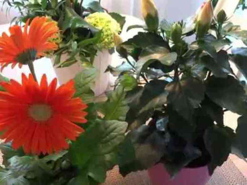 Gerbera in a pot