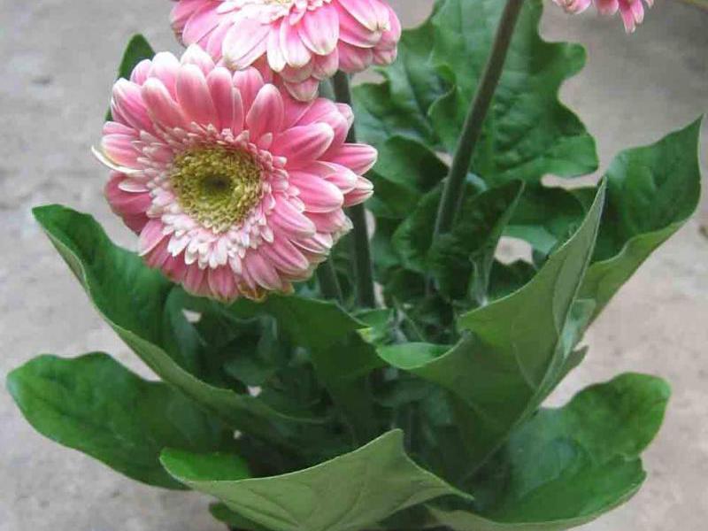 Home gerbera and caring for her