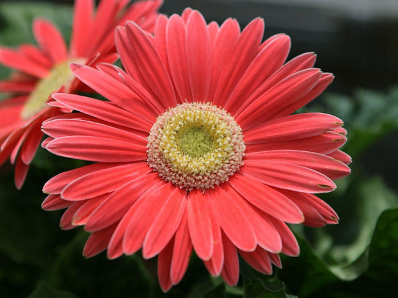 Descripció de la flor de gerbera