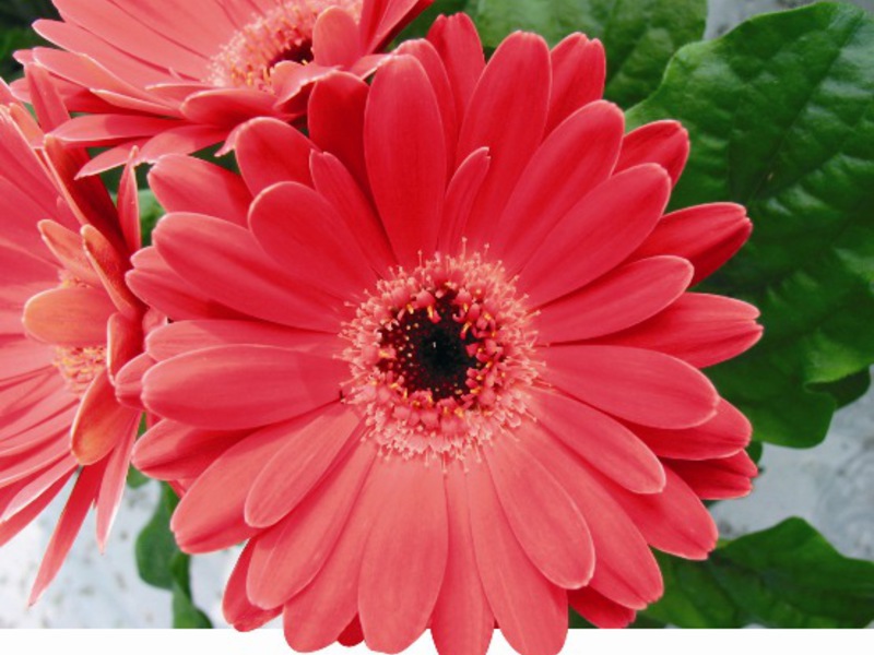 Gerbera drinnen