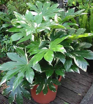 Fatsia Japanese blir transplantert hvert år