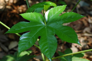 Hvordan ta vare på fatsia