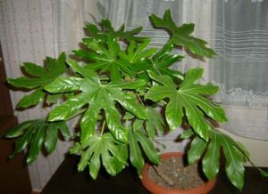 Transplante de fatsia japonesa