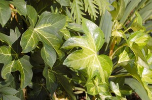 Japansk Fatsia Care