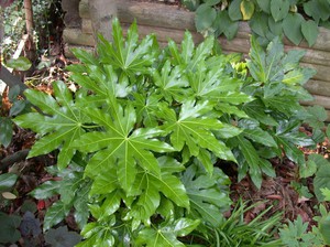 Funksjoner av pleie for Fatsia