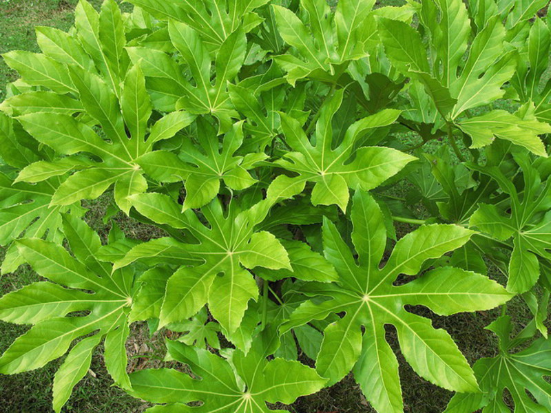 Zalievanie rastliny Fatsia