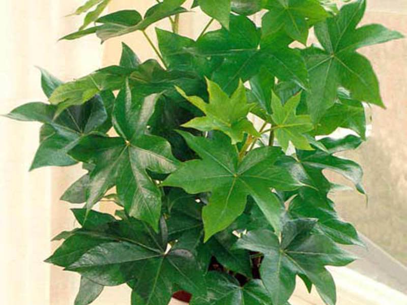 Fatsia için bakımın özellikleri