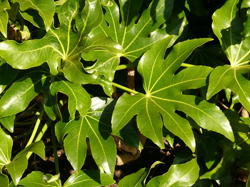 Come tagliare correttamente la fatsia