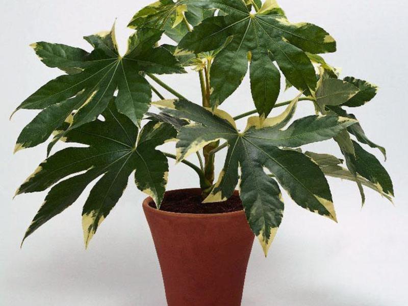 Fatsia w pokoju