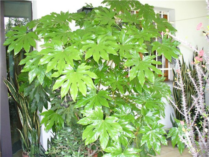 Pravidlá starostlivosti o Fatsia