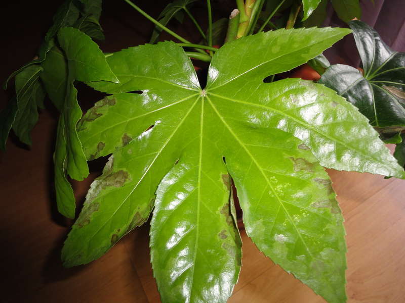 Roślina Fatsia