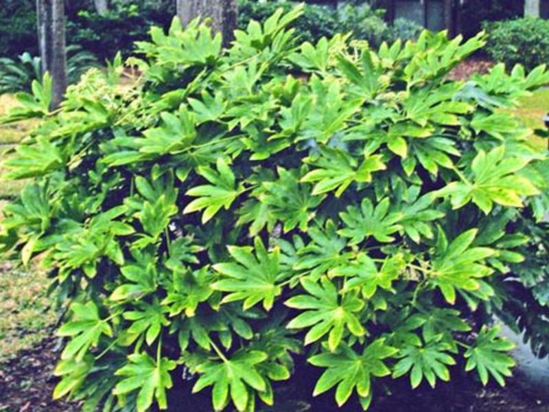 Como cultivar fatsia japonesa