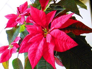 How to plant a Christmas star flower