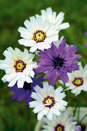 How to plant a katananche flower