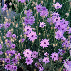 Description de la fleur Katananche