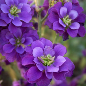 Fleurs de Levkoy