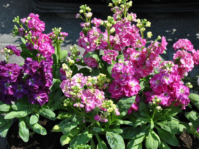 Nom de la variété de fleurs Levkoy