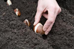 Plantació de bulbs de tulipa