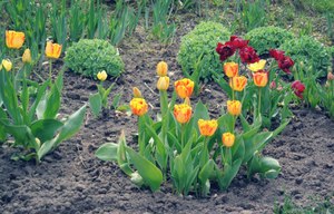 Sådan plantes tulipaner om foråret