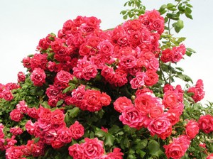 Variétés et types de roses