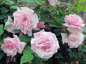 Belles roses grimpantes