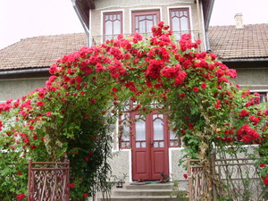 Rosas trepadeiras variedades resistentes ao inverno