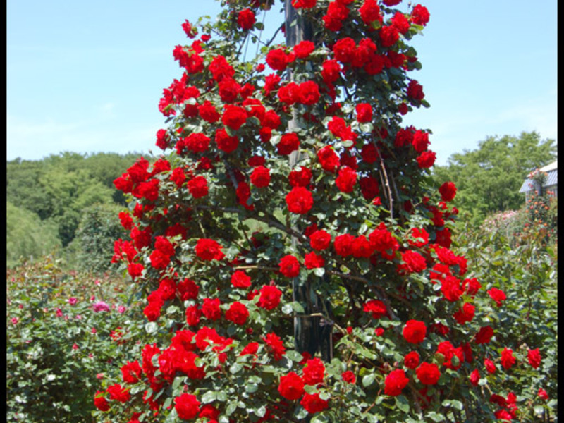 Como fazer crescer uma rosa trepadeira