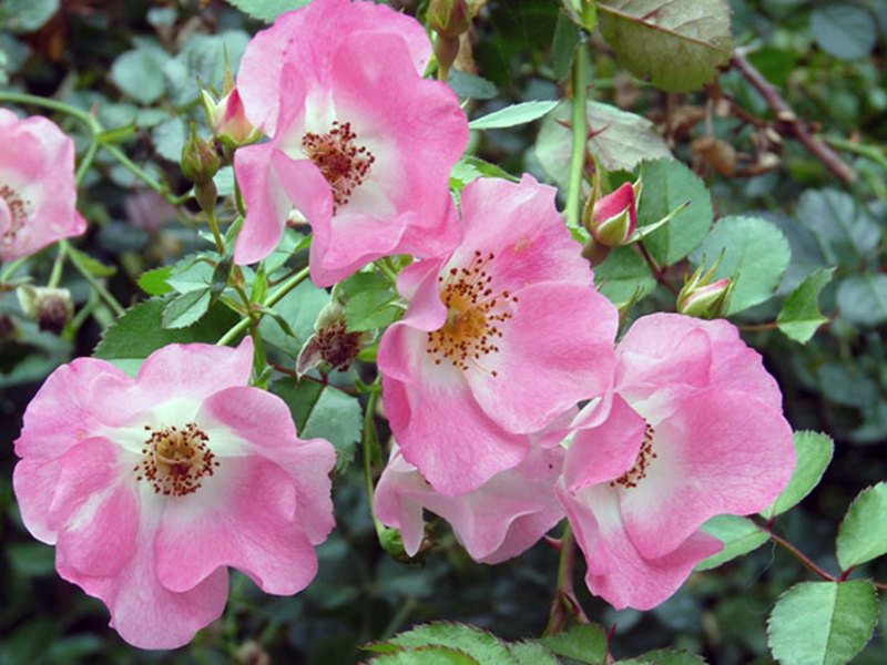 Usando la rosa trepadora