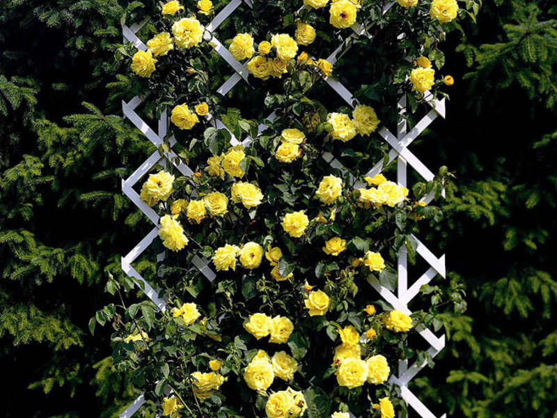 Blooming climbing roses