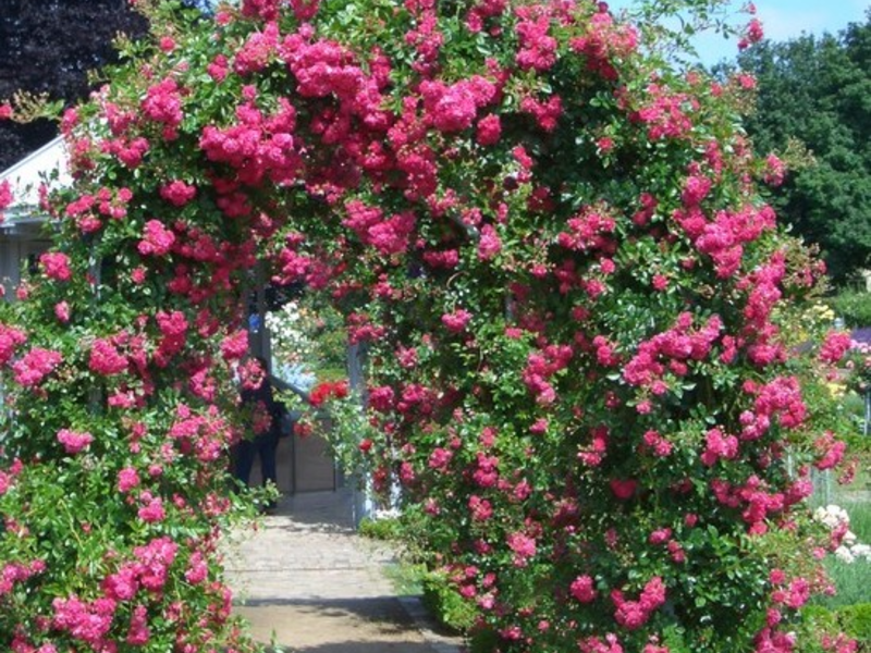 Regler för plantering och vård av rosor