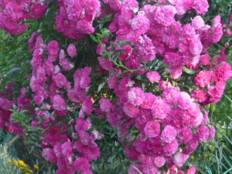 Rosas trepadeiras variedades resistentes ao inverno