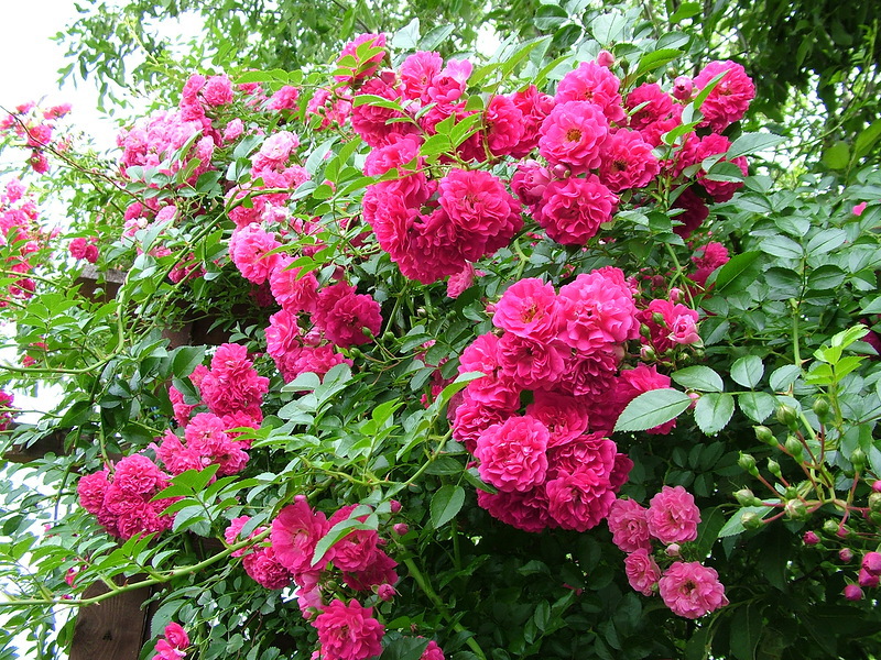 Hermosas rosas trepadoras