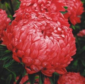 Tumbuh dari biji peony dan aster lain