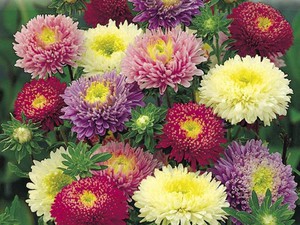 Maladies des asters