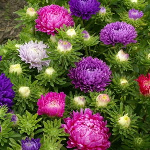 Hora de plantio da semente de Aster