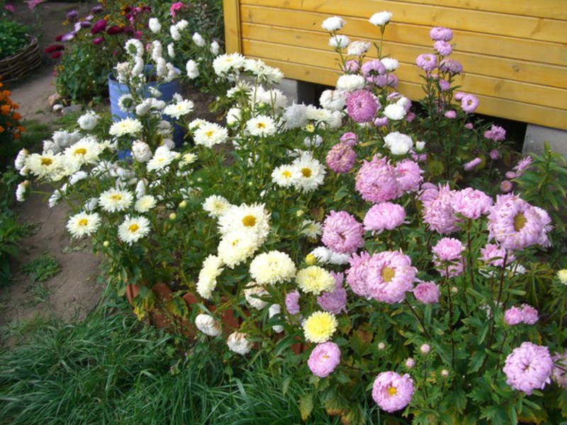 Aster floresce lindas outono