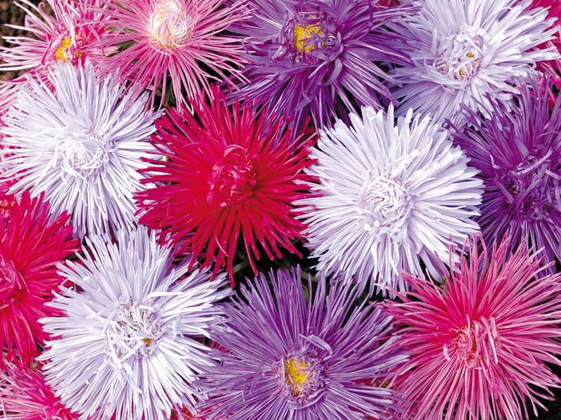 Người đẹp asters