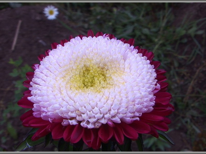 Aster yetiştirme koşulları