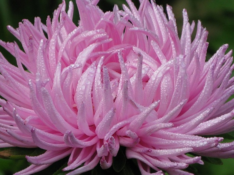 Hora de plantio da semente de Aster