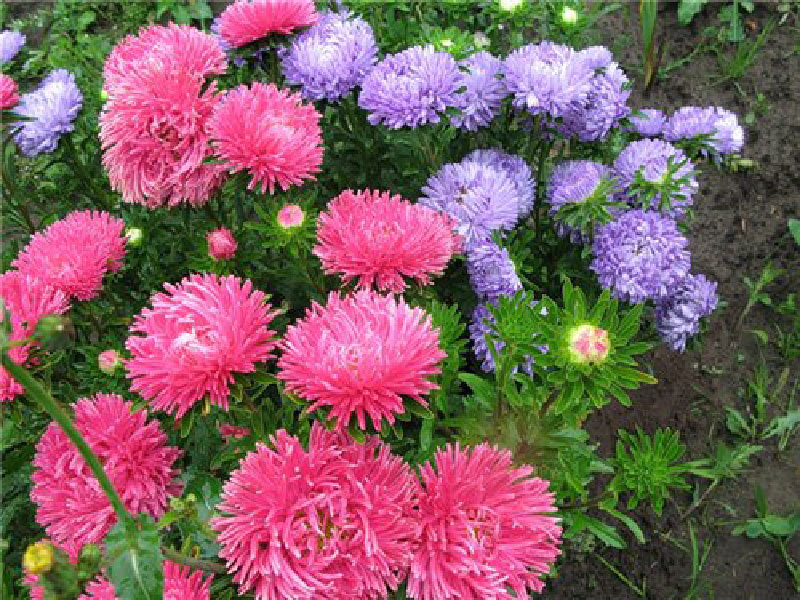 Comment faire pousser des asters dans le jardin