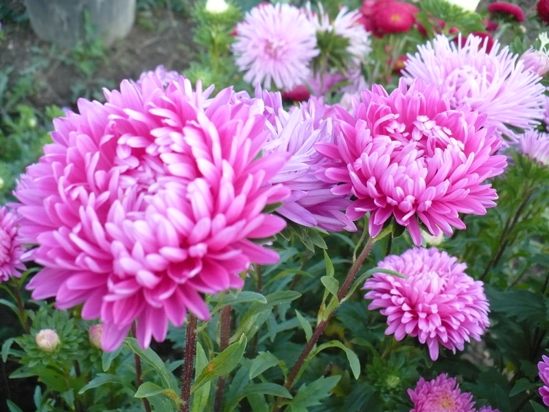 Temps de plantation des graines d'aster