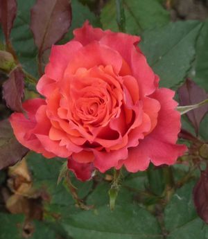 What are the varieties of roses