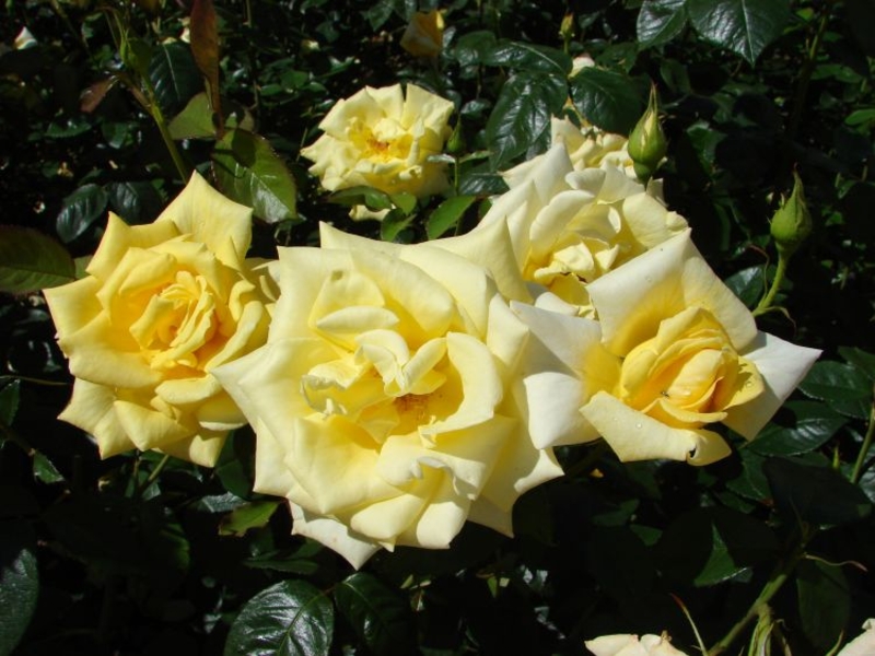 Yellow roses