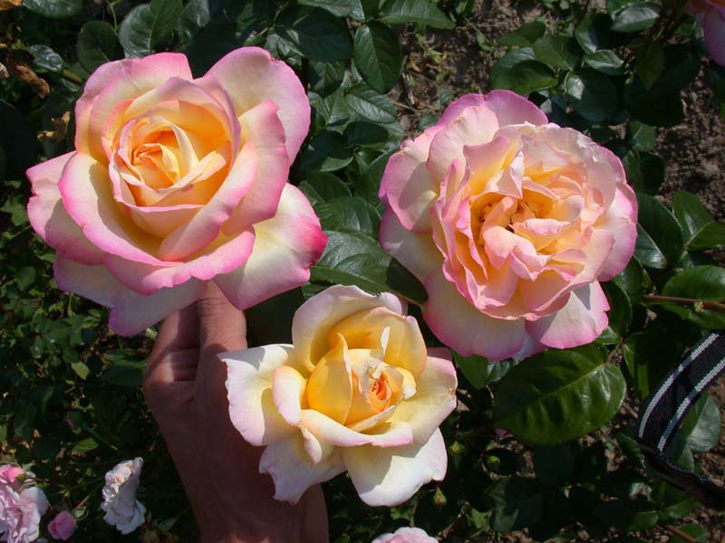 Hybrid tea