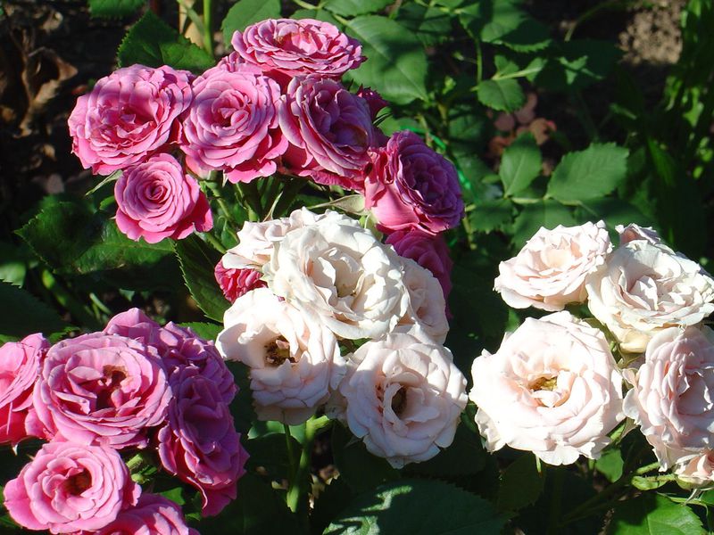 Roses de thé hybrides