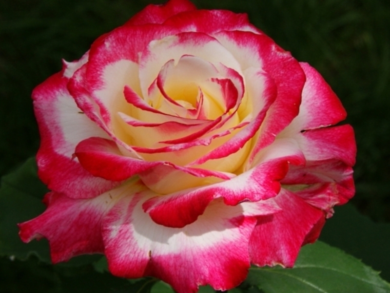 Description et variétés de roses de thé hybrides