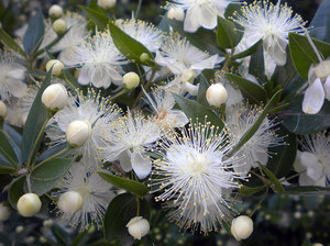 Le myrte en fleurs dans la pièce sera une véritable décoration.